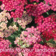 Drought Tolerant Plant Guide