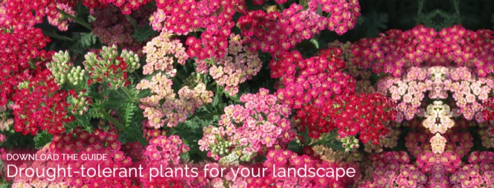 Drought Tolerant Plant Guide