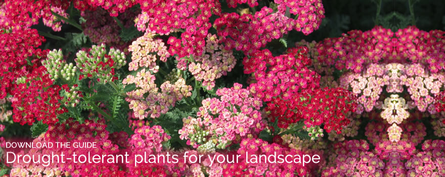 Drought Tolerant Plant Guide