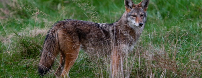 Coyote in grass