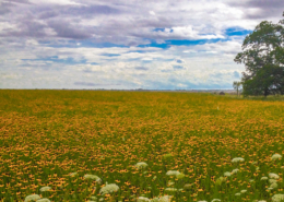 A field full of wild flowers in Heath, TX.