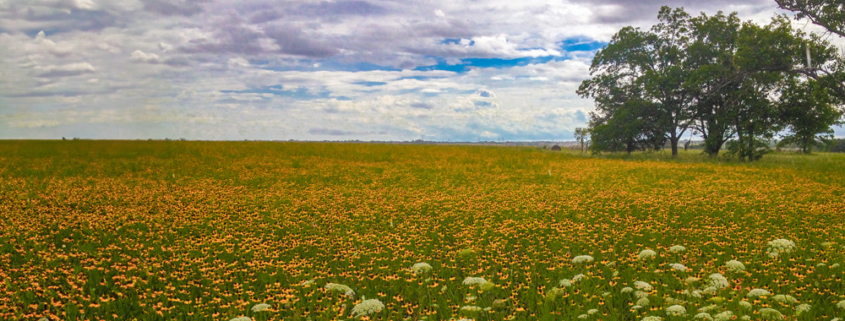 A field full of wild flowers in Heath, TX.