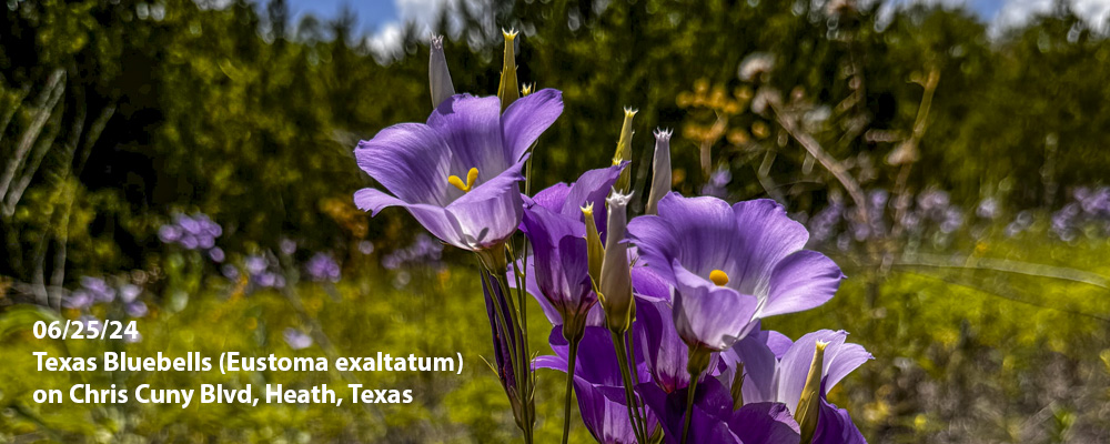 Texas Bluebells on Chris Cuny Blvd., in Heath, TX.